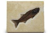 Beautiful Fish Fossil (Mioplosus) - Uncommon Species #349253-1